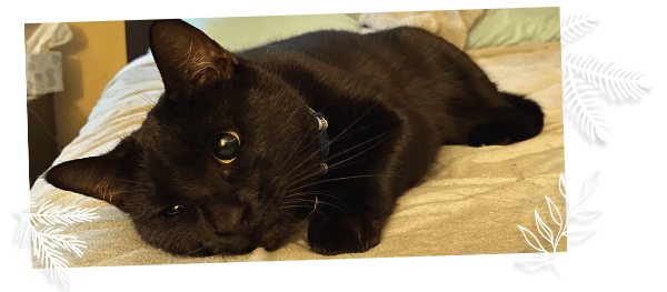 image of an adopted black cat on bed