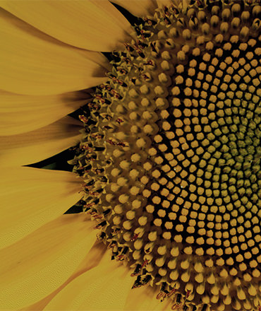 closeup of the center of a sunflower in full bloom